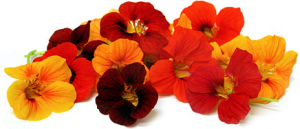 nasturtium4